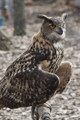 Eurasian Eagle Owl