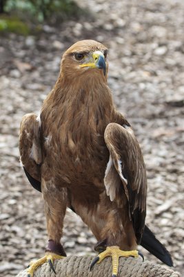 Tawney Eagle