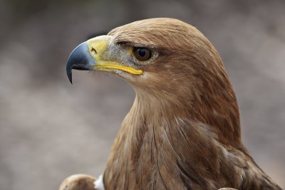 Tawney Eagel
