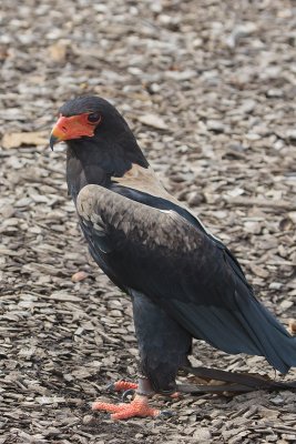 Bateleur Eagel