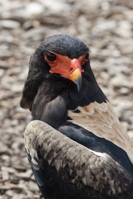 Bateleur Eagel