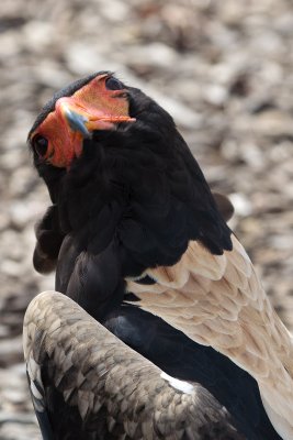 Bateleur Eagel