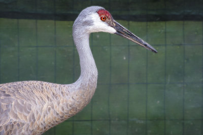 Sandhill Crane