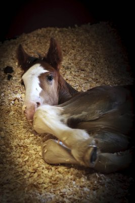 Newborn @ Warm Springs Ranch