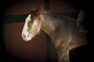 Newborn @ Warm Springs Ranch