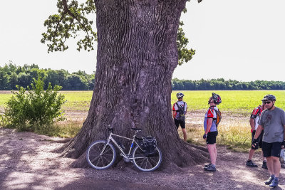 Bill trying to kill the Largest Oak Tree in Missouri.JPG