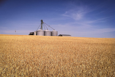 Future Beer (Boulevard Wheat).JPG