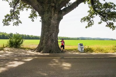 Biggest Burr Oak in MO (350 years old)