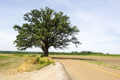 Biggest Burr Oak in MO (350 years old)