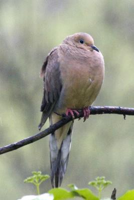 Dove in the rain