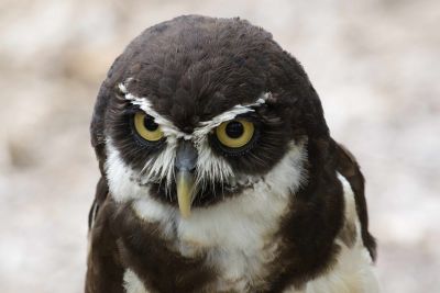 Spectacled Owl