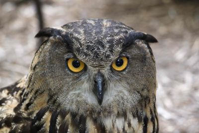 Eurasian Eagle Owl