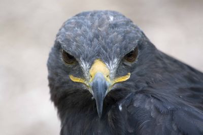 Augur Buzzard