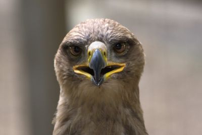 Bald Eagle (subadult)