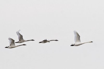 Trumpeter Swans