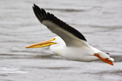 Pelicans
