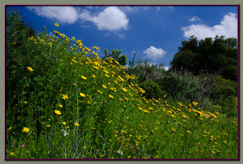 A yellow dream