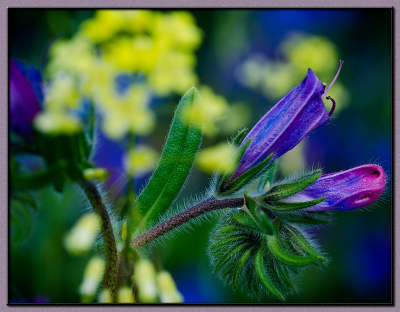 A purple flame