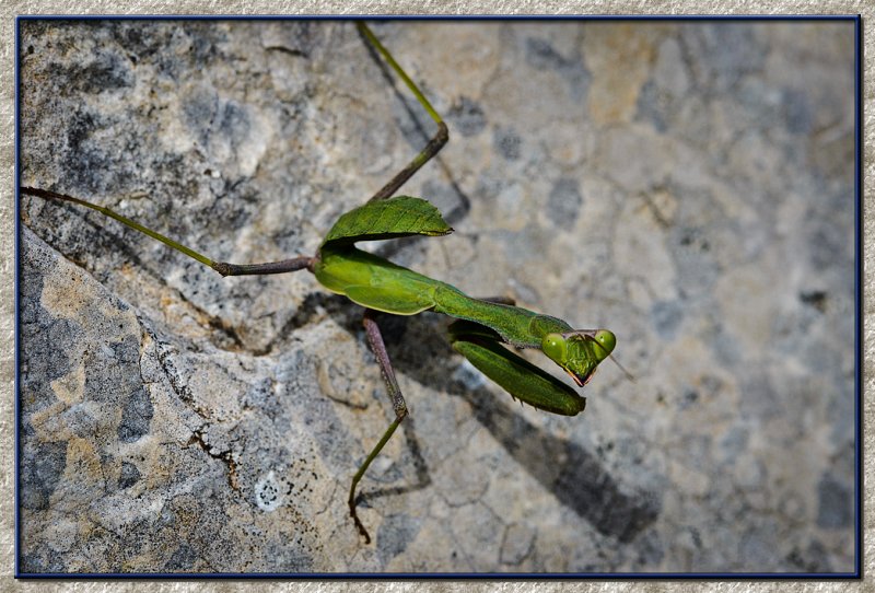 Praying Mantis