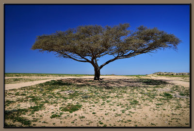 Negev desert Acacia