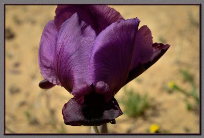 Mary's Iris - Nachal Habsor