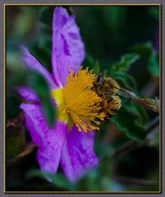 A beesy beesy bee...