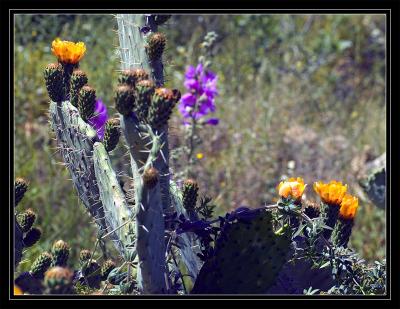 The Cactus blossom