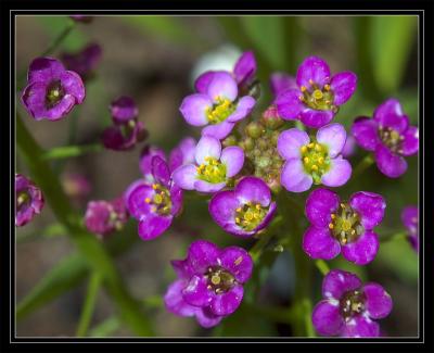 Tiny pretty flowers