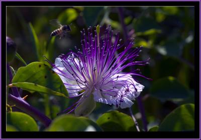 A purple bee