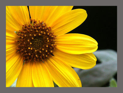 Sunflower_Sr3_Mod.jpg