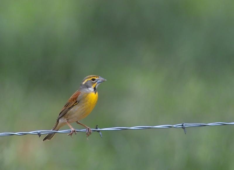 dickcissel