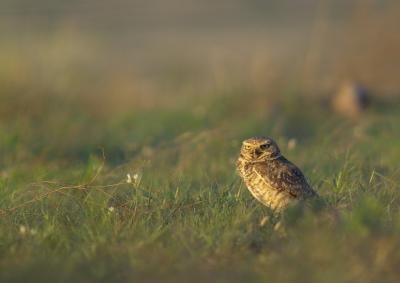 burrowing owl 2