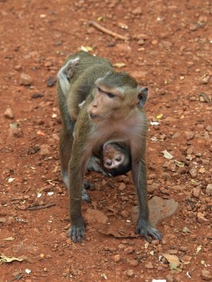 Local monkey with baby monkey