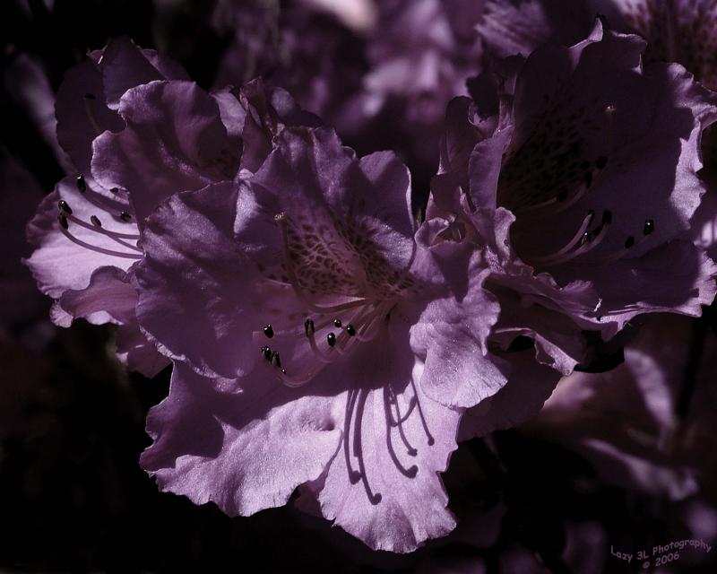 Azalea II