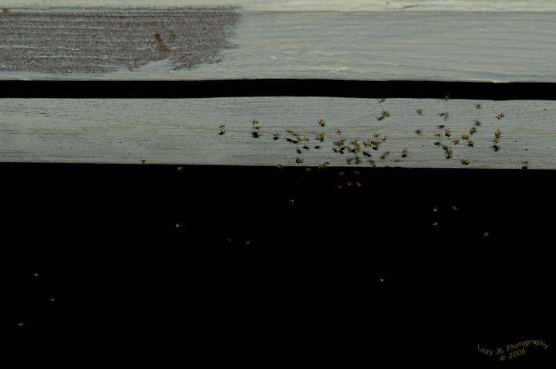 Red Garden Spider Babies III