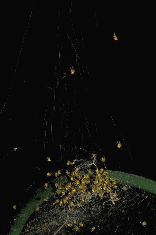 Red Garden Spider Babies II