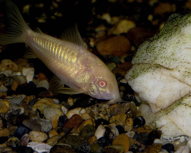 Albino Corydoras