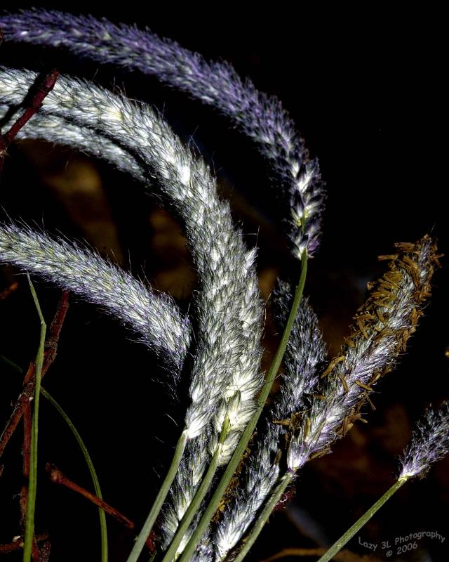 Gone to Seed