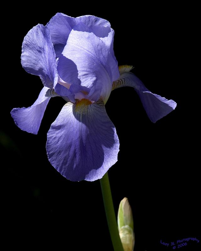 Iris