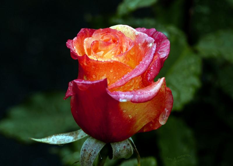 My Rainy Day Rose