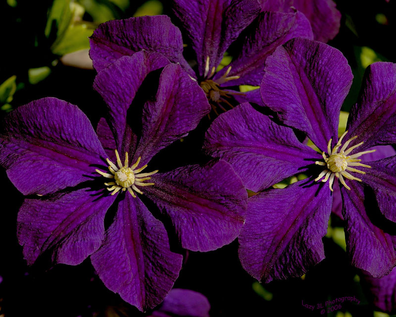 Clematis