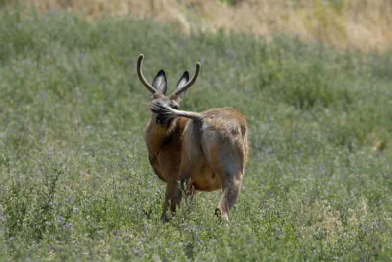 Peek-a-Boo Buck