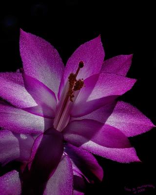 Another Christmas Cactus Bloom