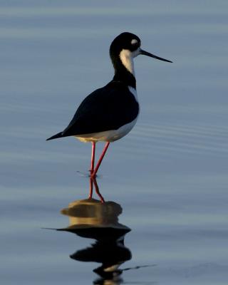 Black-necked Stilt