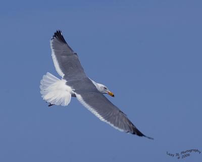 One-handed Seagull shot....