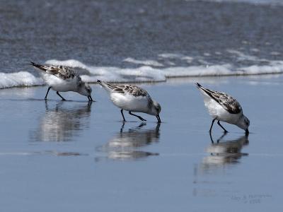 Sanderlings