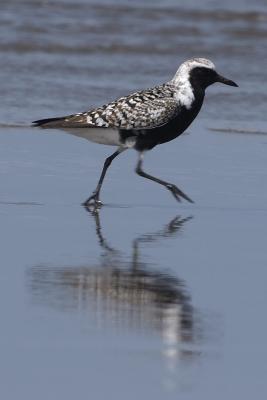 g4/55/518155/3/59595501.LeBeachBirds43006104blackb.jpg