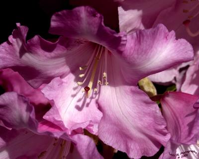 The Neighbor's Rhododendron