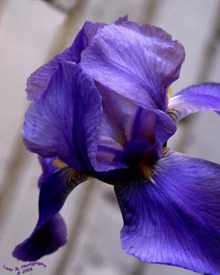 First Iris