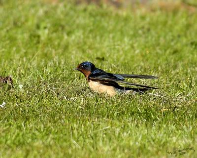 Barn Swallow